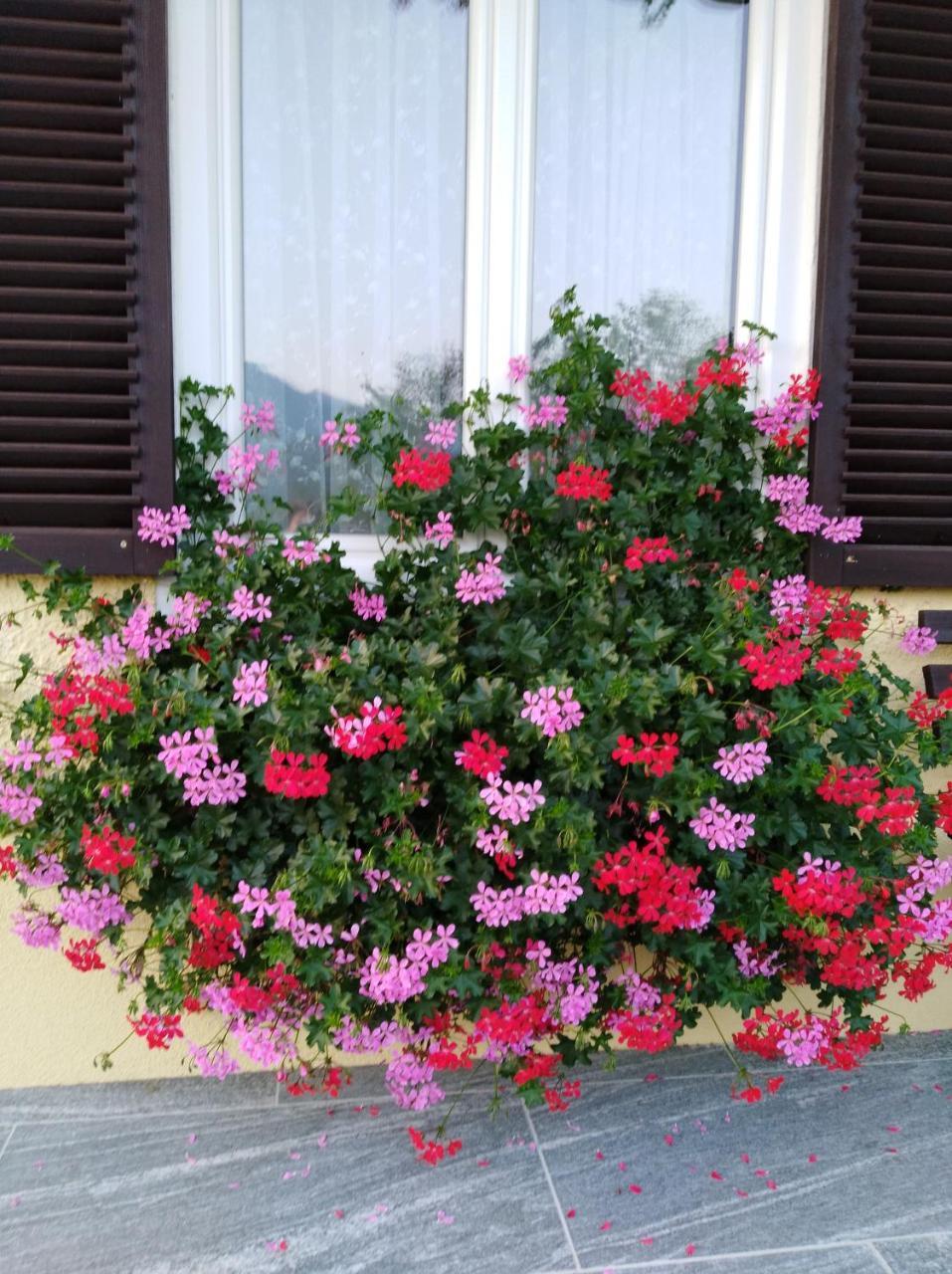 Haus Amalia Bed & Breakfast